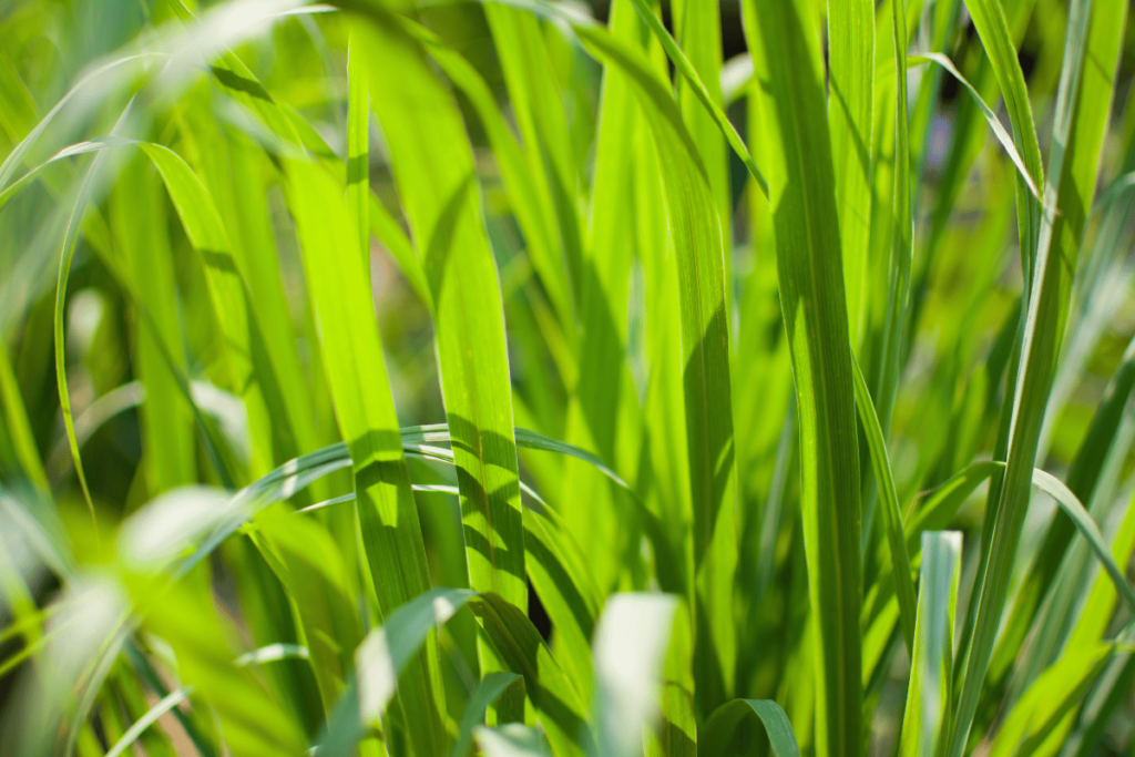 Lemongrass or Lapine or Lemon grass or West Indian or Cymbopogon citratus were planted on the ground
