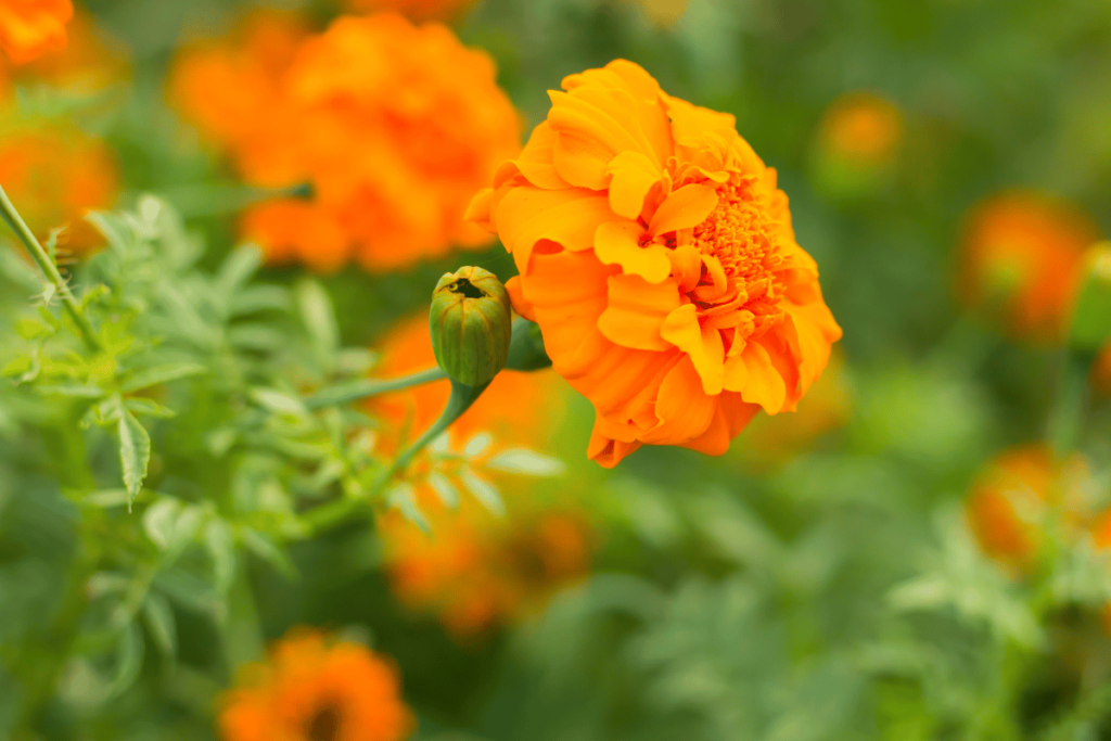 marigolds flowers in the garden.
